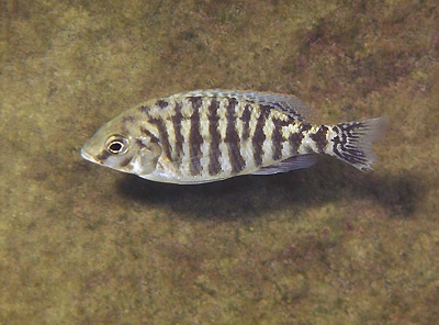 Protomelas sp. 'steveni imperial' Tumbi Point